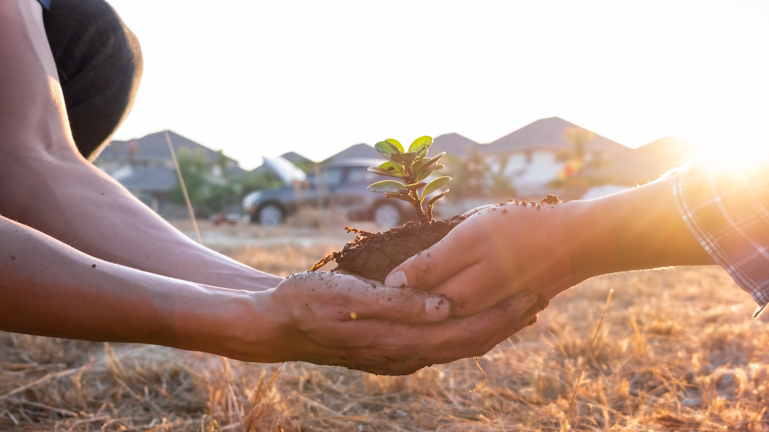Treedom - Combating climate change by helping a B Corp plant millions of trees