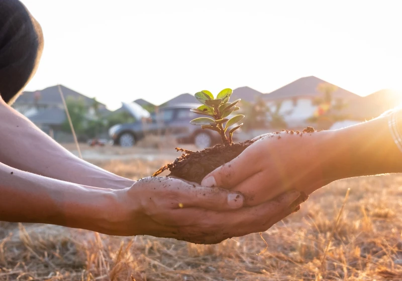 Two pairs of hands hold a seedling that is sprouting from a small pile of dirt.